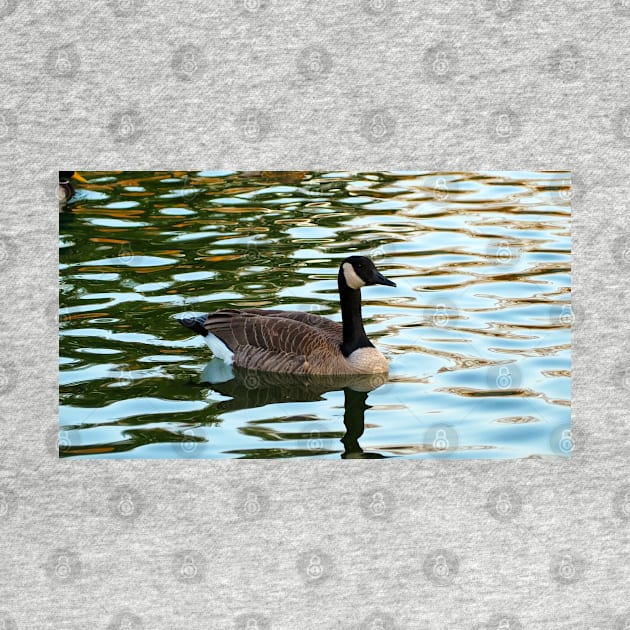 Canada Goose Swimming by BackyardBirder